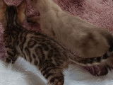 Vente de 5 chatons Bengals LOOF de juillet 2025, brown et snow lynx