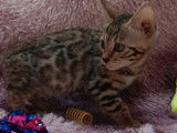 Vente de 5 chatons Bengals LOOF de juillet 2025, brown et snow lynx
