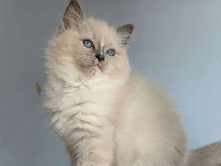 3 chatons Ragdolls à vendre, nés en juillet 2025 LOOF, 1 mâle et 2 femelles