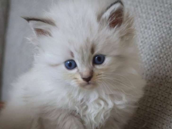 À réserver, 2 chatons Sibériens LOOF, nés en août 2025, blue ou seal tabby point