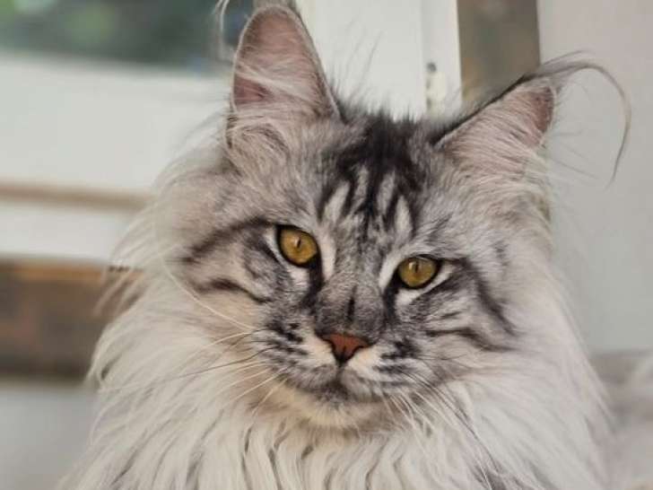 Vente de plusieurs chatons Maine Coon LOOF de septembre 2025, plusieurs couleurs