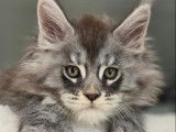 Vente de plusieurs chatons Maine Coon LOOF de septembre 2025, plusieurs couleurs