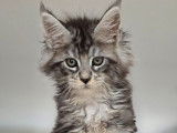 Vente de plusieurs chatons Maine Coon LOOF de septembre 2025, plusieurs couleurs