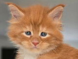 Vente de plusieurs chatons Maine Coon LOOF de septembre 2025, plusieurs couleurs