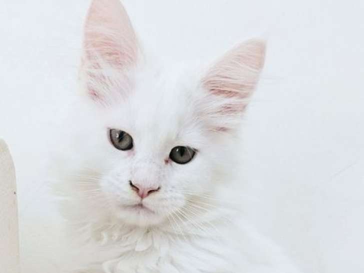 À réserver, 1 chaton mâle Maine Coon LOOF, né en juillet 2025, blanc
