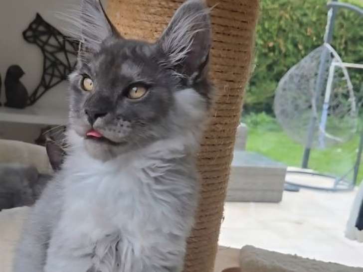 3 chatons Maine Coons LOOF à réserver