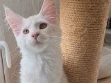 3 chatons Maine Coons LOOF à réserver