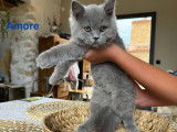 Disponible à l’achat : des chatons British Shorthairs LOOF
