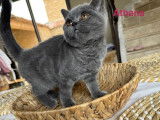 Disponible à l’achat : des chatons British Shorthairs LOOF