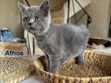 Disponible à l’achat : des chatons British Shorthairs LOOF
