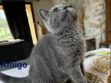 Disponible à l’achat : des chatons British Shorthairs LOOF