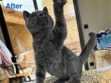 Disponible à l’achat : des chatons British Shorthairs LOOF