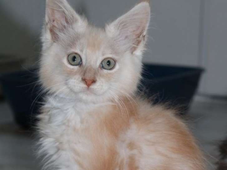 5 chatons Maine Coons non-LOOF à réserver, nés en juillet 2025