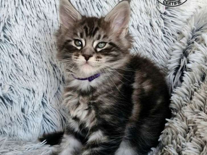 À réserver, 3 chatons Maine Coons LOOF, nés en août 2025, silver blotched tabby, 1 mâle et 2 femelles
