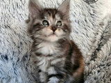 À réserver, 3 chatons Maine Coons LOOF, nés en août 2025, silver blotched tabby, 1 mâle et 2 femelles