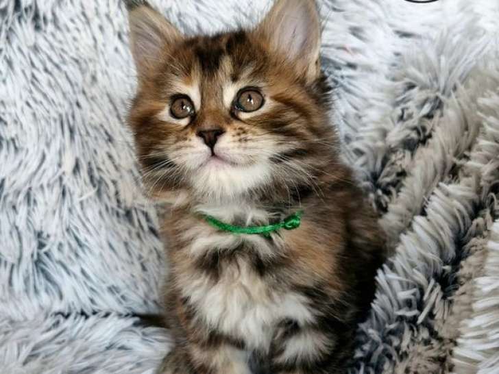 Réservation ouverte pour 1 chaton Maine Coon LOOF d’août 2025, brown tortie blotched tabby, femelle