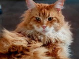 Réservation ouverte pour 1 chaton Maine Coon LOOF d’août 2025, brown tortie blotched tabby, femelle