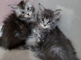 À vendre, 5 chatons Maine Coons LOOF, nés en août 2025