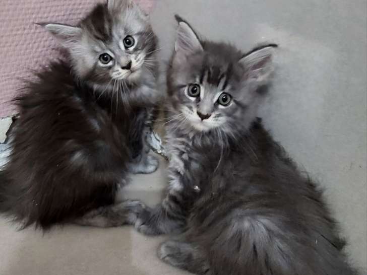 À vendre, 5 chatons Maine Coons LOOF, nés en août 2025