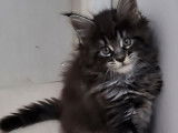 À vendre, 5 chatons Maine Coons LOOF, nés en août 2025