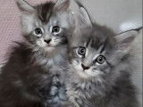 À vendre, 5 chatons Maine Coons LOOF, nés en août 2025