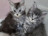 À vendre, 5 chatons Maine Coons LOOF, nés en août 2025