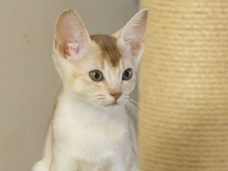 1 chaton femelle Abyssin LOOF à vendre, sorrel silver née en juin 2025