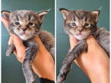À réserver, 2 chatons mâles Maine Coons LOOF, nés en septembre 2025, brown ticked tabby
