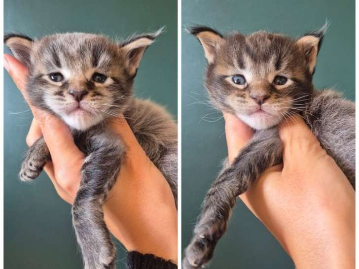 À réserver, 2 chatons mâles Maine Coons LOOF, nés en septembre 2025, brown ticked tabby