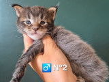 À réserver, 2 chatons mâles Maine Coons LOOF, nés en septembre 2025, brown ticked tabby
