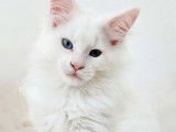 1 chaton femelle Maine Coon LOOF à réserver, blanche aux yeux bleus né en juillet 2025