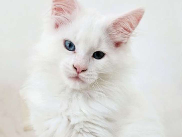 1 chaton femelle Maine Coon LOOF à réserver, blanche aux yeux bleus né en juillet 2025