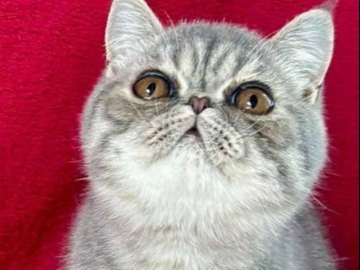 1 chaton mâle Exotic Shorthair LOOF à vendre, blue spotted tabby né en mars 2025