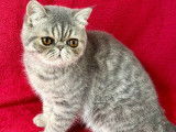 1 chaton mâle Exotic Shorthair LOOF à vendre, blue spotted tabby né en mars 2025