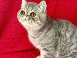 1 chaton mâle Exotic Shorthair LOOF à vendre, blue spotted tabby né en mars 2025