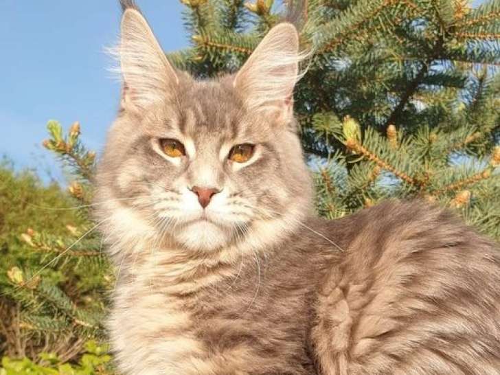 1 femelle Maine Coon LOOF à vendre, adulte de 4 ans
