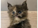 À réserver, 4 chatons femelles Maine Coons LOOF, nées en août 2025, black tortie et black solide