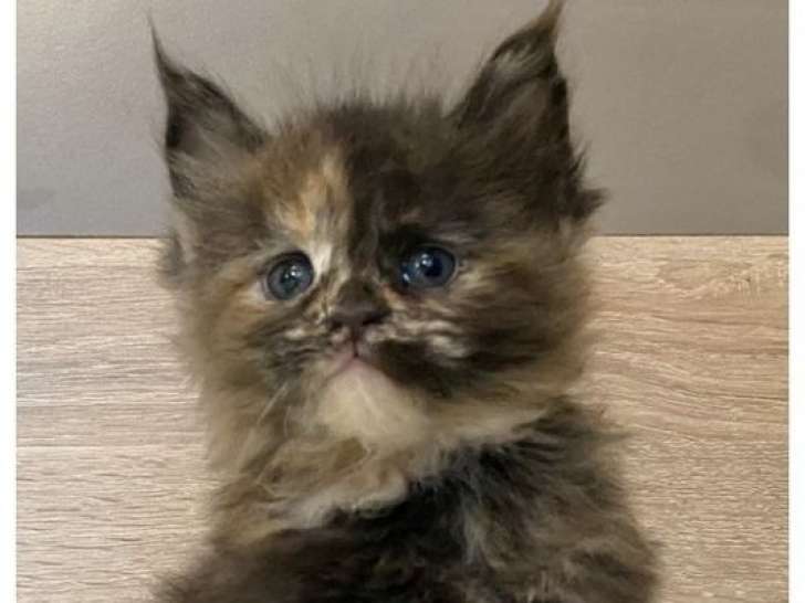 À réserver, 4 chatons femelles Maine Coons LOOF, nées en août 2025, black tortie et black solide