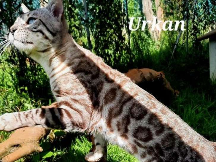 1 chat Bengal LOOF disponible pour saillie