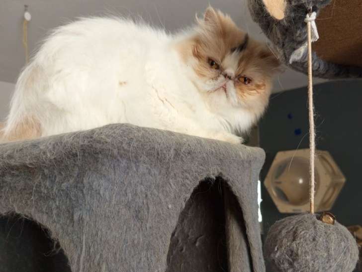 1 Chatte Persane LOOF à vendre