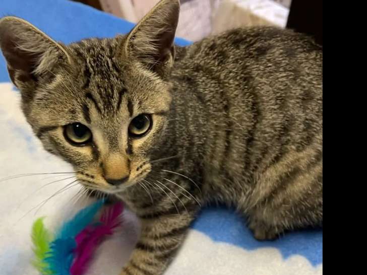 À adopter : chaton mâle tigré