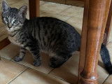 À adopter : chaton mâle tigré