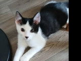 Disponible à l'adoption : chaton mâle noir et blanc
