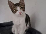 En attente d'adoption : chaton mâle tigré blanc
