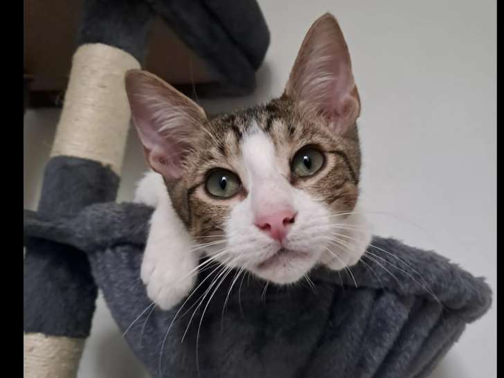 Prêt pour l’adoption : chaton mâle de 5 mois