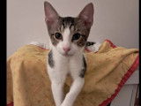 Prêt pour l’adoption : chaton mâle de 5 mois
