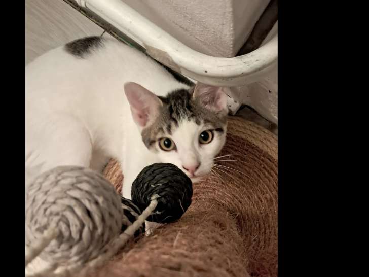 En attente d'un foyer : chaton mâle tigré blanc