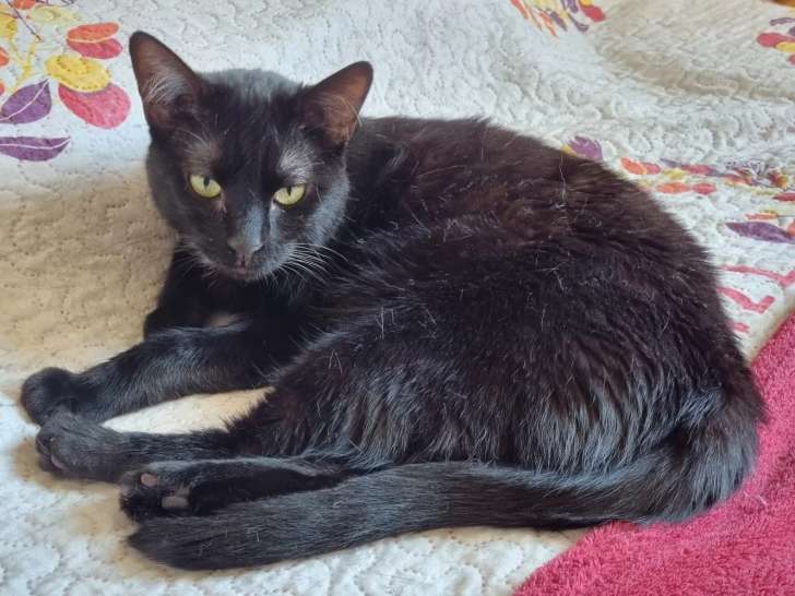 À accueillir : chatte de 2 ans