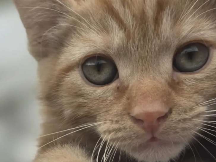 En quête d'un foyer : chaton mâle âgé de 3 mois