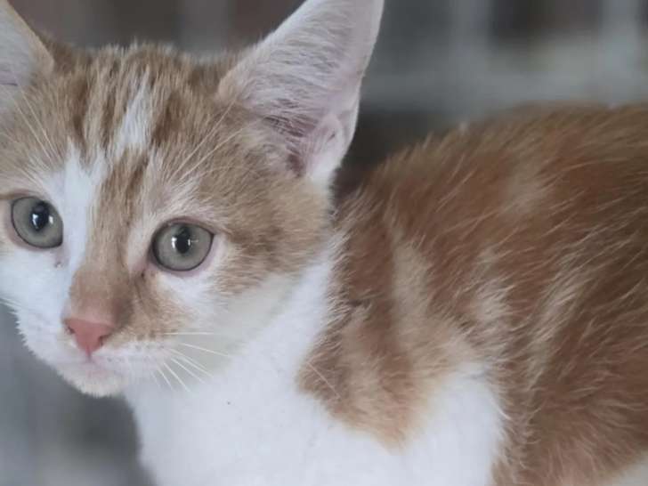 À la recherche d'une famille : chaton mâle roux et blanc